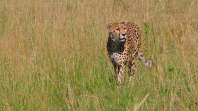 Cheetah Roaming the Green Meadows