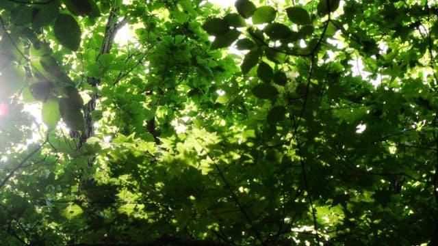 Sunlight filtering through dense forest leaves