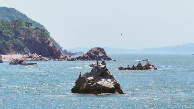 Rocky coastline with birds and waves