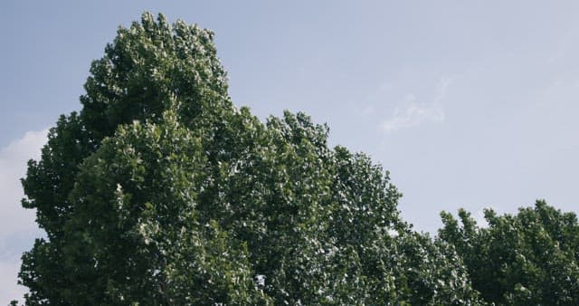 Wind Gently Swaying the Leaves of Trees