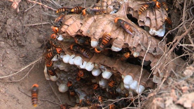 Big vespiary and wasps in the ground