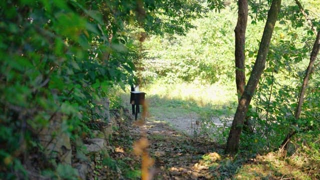 Sunlit forest path leading to an old mailbox