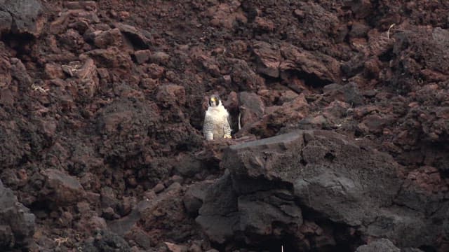 Peregrine Falcon perched on volcanic rocks