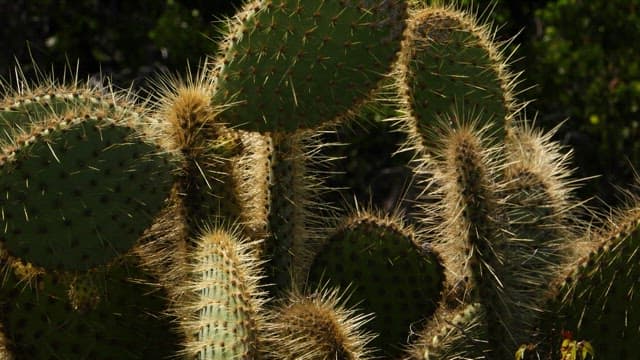 Detailed Texture of a Prickly Cactus Plant