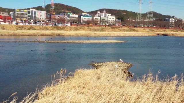 Riverbank with birds under a clear sky near an urban area