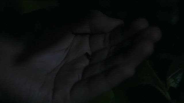 Firefly emitting light from human hand