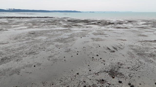 Mud Flat and Peaceful Coast on a Cloudy Day