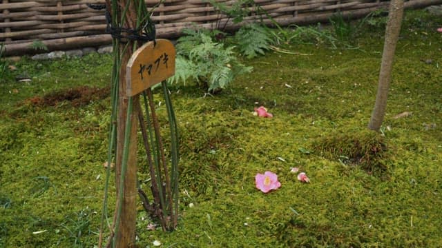 Name tag attached to a tree and a flower fallen on the moss-covered ground