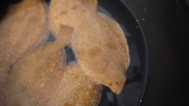 Flounder in a black container