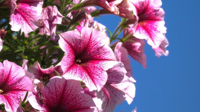 Close-up of vibrant pink morning glory under a clear blue sky