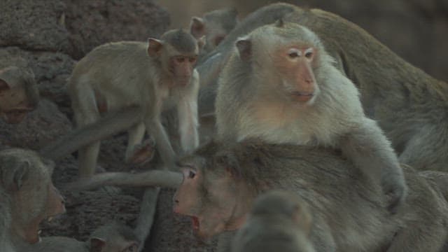 Monkeys Attacking Each Other in Stone Ruins