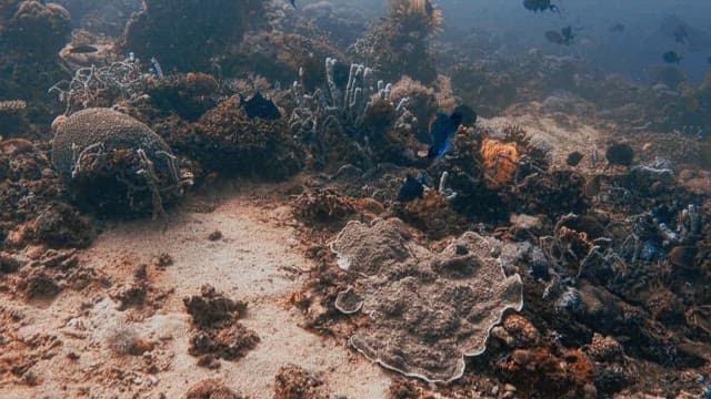 Serene Underwater Reef Ecosystem and School of Fish
