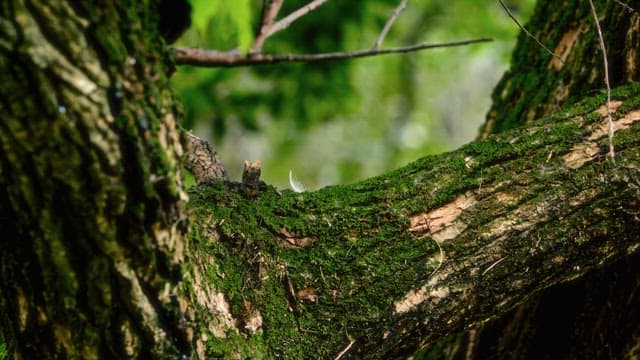Lichen on Tree Bark