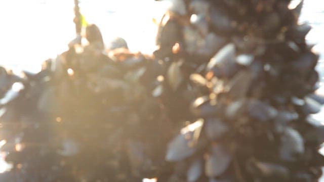 Mussels grown in a sea farm