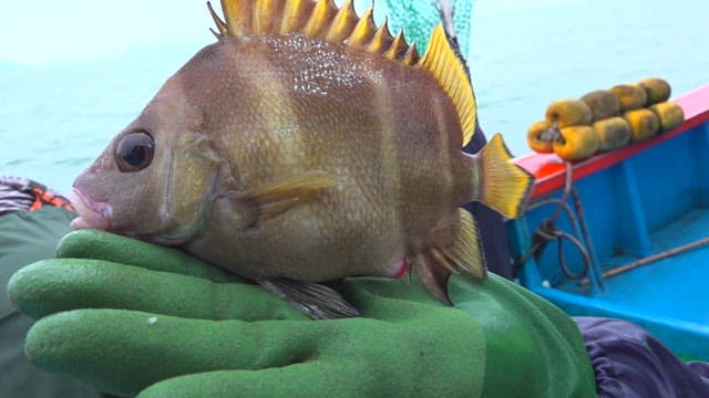 A gloved hand holding a freshly caught fish on a boat