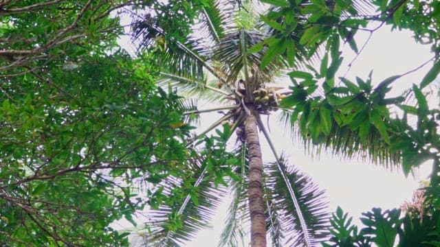 Coconut tree with coconuts in a forest
