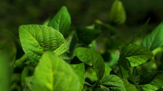 Green leaves basking in sunlight on a calm day