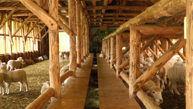 Sheep resting and feeding inside a rustic wooden barn on a farm