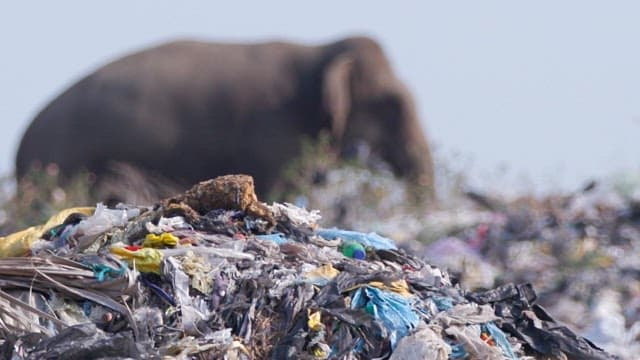 Elephant walking through garbage with crows nearby