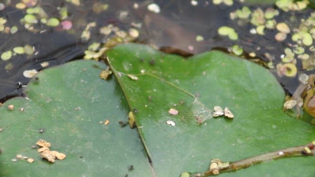 Frog resting on a green lily pad in a pond