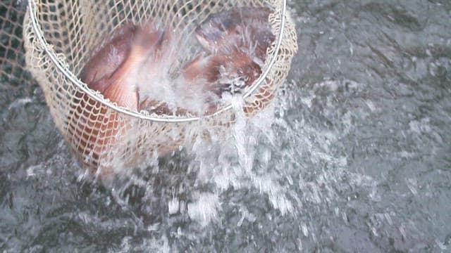 Fresh fish caught in a net from the sea