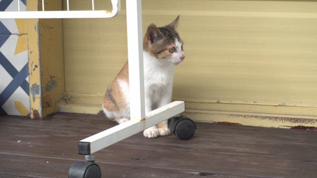 Cat sitting on a wooden floor
