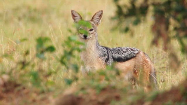 Jackal in the Grassland Behind a Shrub