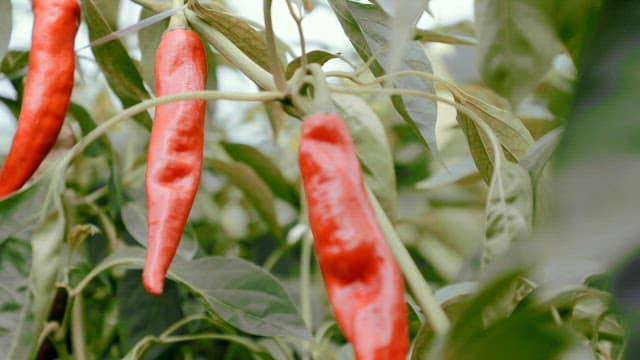 Red chili peppers growing on a plant