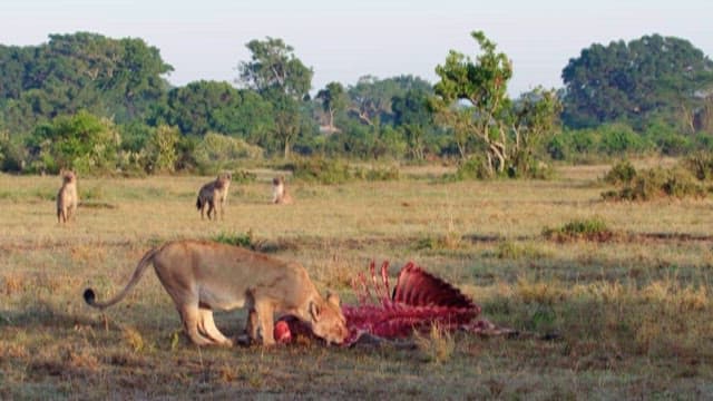 Lions and Hyenas Confronting Each Other over Prey