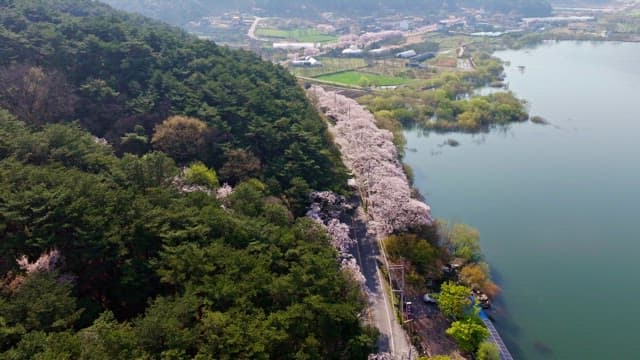 Cherry blossoms lining a rural road