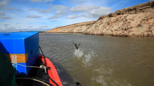 Water Birds on the River Seen While Passing by on a Boat