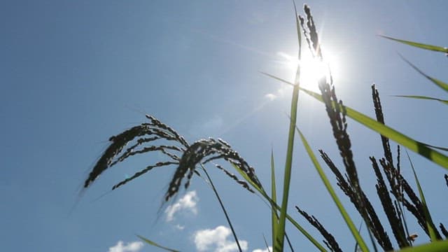 Close-up of rice plants under the sun