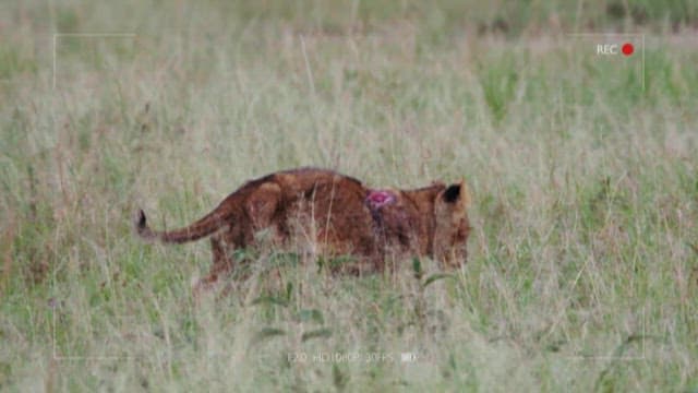 Lion on the Prairie with a Wound on the Its Neck
