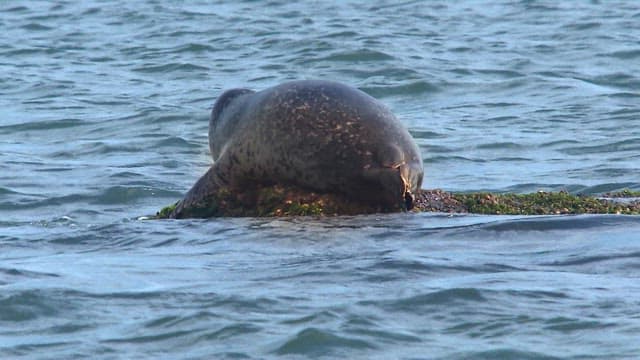 Seals resting on rocky shore under the sun