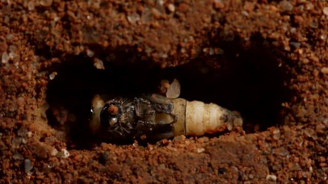 Insect wriggling and shedding its body in the soil