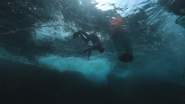 Female diver harvesting oysters from rocks under the sea