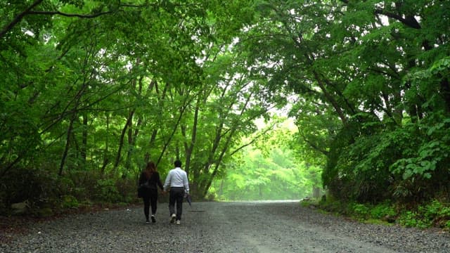 Back view of a couple walking hand in hand through a dense forest