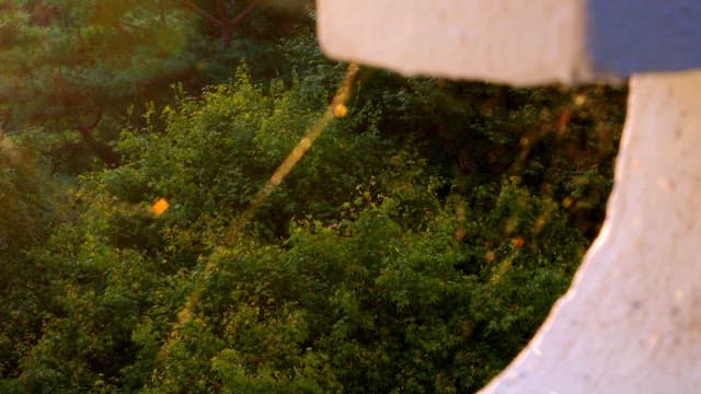 Sunlight filtering through trees and spiderweb