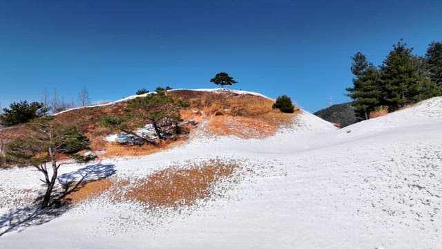 Snow-covered hillside with a solitary pine tree