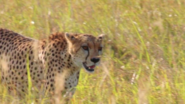 Cheetah prowling through the savannah grass