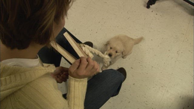 Person playing tug of war with a puppy