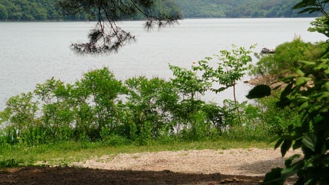 Lakeside view with lush greenery