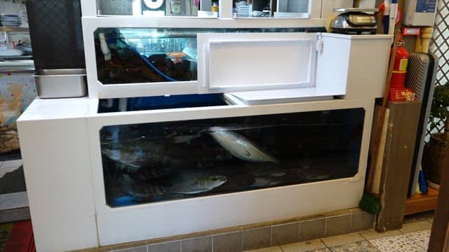 Yellow tail swimming in a restaurant tank