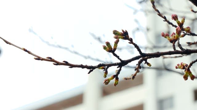 Budding branch against a hazy sky