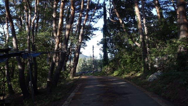 Serene forest path with sunlight filtering through the trees