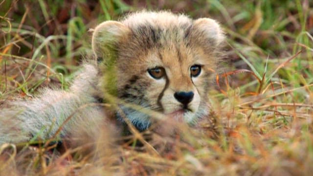 Cheetah Cub Resting in the Grass