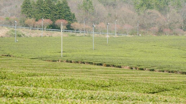 Large Green Tea Field at Midday