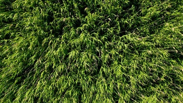 Green Waves of Grass Seen from Above