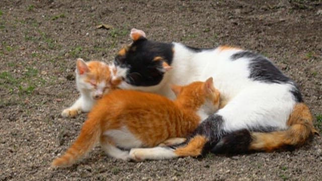 Cat Nursing Her Playful Kittens
