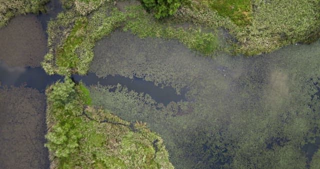 Serene wetland with lush greenery